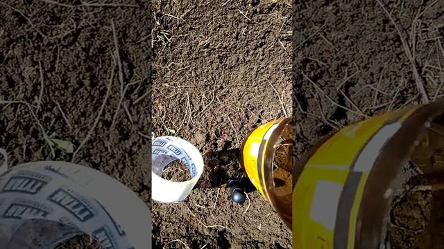 Лук порей, посадка и уход смотреть онлайн