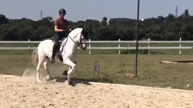 #1314 PRE GELDING with PIAFFE, BASIC LEVEL PRICE смотреть онлайн