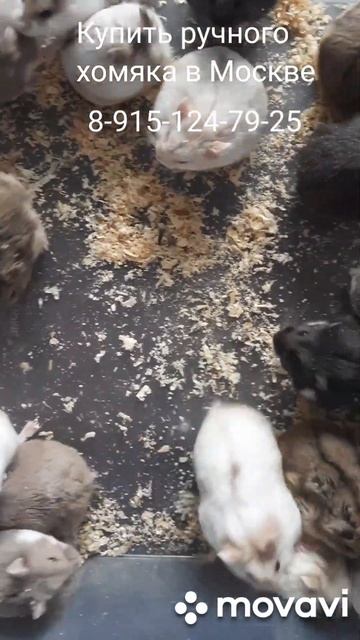 Хомяки #pets #купитьхомяка #животные #хомяк #грызуны #москва #ручнойхомяк #питомецдляребенка #love