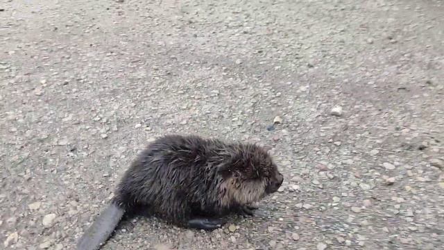 Бабер на суши смотреть онлайн