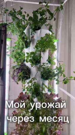 АгроБашня Березка. Стоит дома 1 месяц. Домашний огород