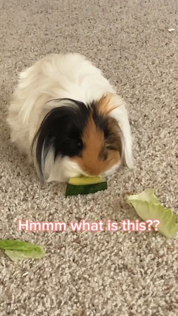 My guinea pigs try yellow watermelon!!! 🍉 #shorts смотреть онлайн
