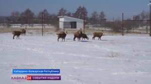 В нальчикском охотничьем хозяйстве ждут прибавление