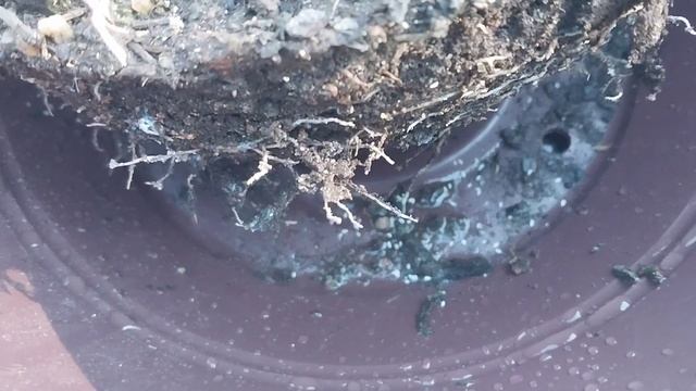 Desfazendo uma colônia de Cacto.Echinopsischamaecereus ou simplesmente cacto amendoim híbrido