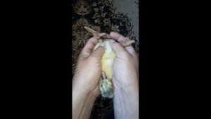 Гусята вертолётики лечение