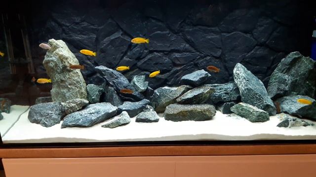 Malawi 240 L Chindongo saulosi i Iodotropheus sprengerae HD смотреть онлайн