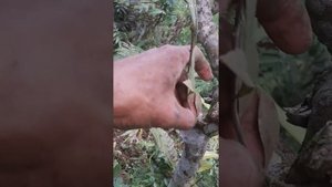 Habitat hoya amicabilis/hoya minibel