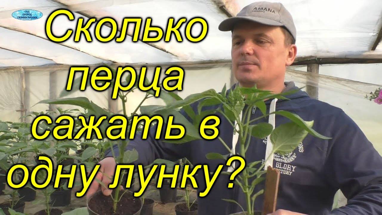 СКОЛЬКО ПЕРЦА САДИТЬ В 1 ЛУНКУ (из нашего опыта)