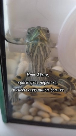 Красноухий черепашонок Лёлик