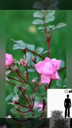 Почвопокровная роза Пинк Фэйри" Pink Fairy". Groundcover Rose Pink Fairy
