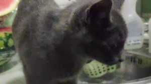 эти забавные животные: кот пьёт воду из крана