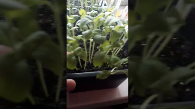 БАКЛАЖАНЫ и ПЕРЕЦ. Обзор рассады через 30 дней после посева