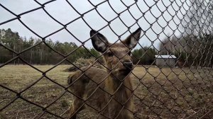 зообаза "мечта". хорошее место для посещения семьей! детям понравилось! домашнее и дикие животные