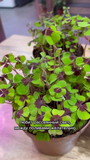 Кислица четырехлистная или оксалис. #оксалис #кислица #oxalis #plants #комнатныецветы #цветыдома