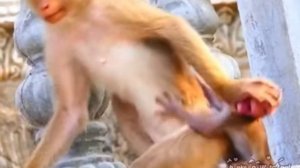 "Типичный образ "bad monkey" и суть его грязных детишек   1000039309.mp4