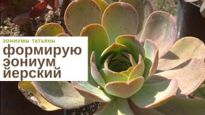 №215 Эониум йерский
