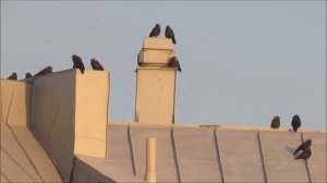 Галка - интересные факты