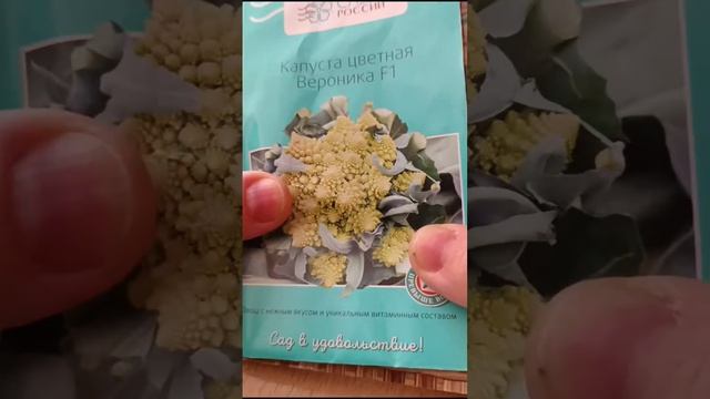 Читай в описании, как выбираю семена и где покупаю