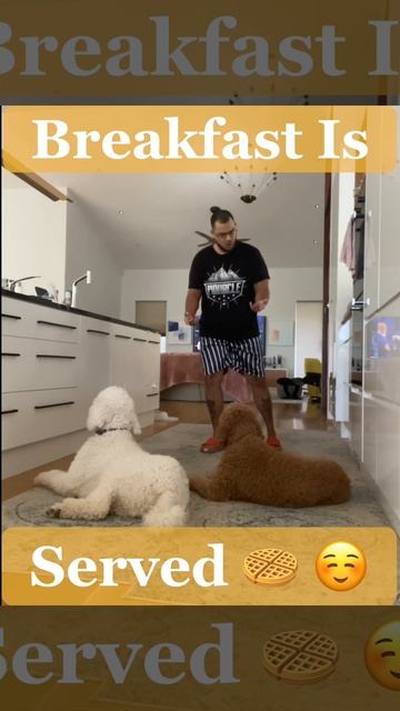 Hot Smoked Salmon + Bacon 🥓 or Dog Food 🥘 ❓ #puppy #breakfast #dogtraining смотреть онлайн