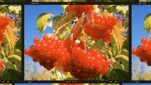 Варенье из калины