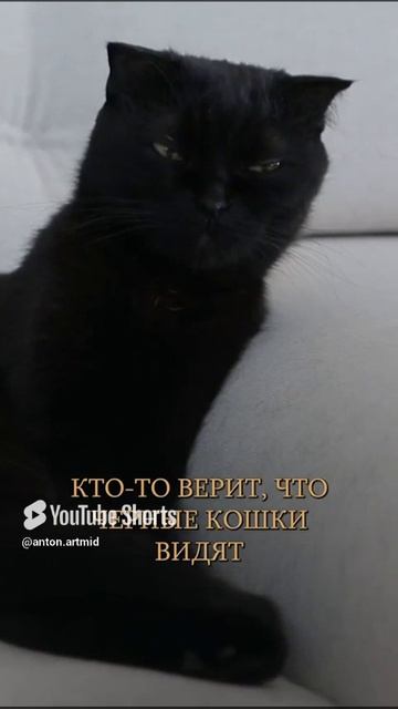 ОПАСНА ли черная кошка? #чернаякошка #экстрасенсорика #приметы