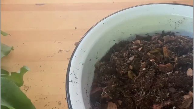 №14. Флебодиум Блю Стар. Пересадка.