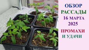 ОБЗОР РАССАДЫ 16 МАРТА 2025 ГОДА. МОИ ПРОМАХИ И УДАЧИ.