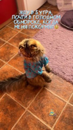 А как ваши котики просят кушать?😸 #котики #юмор #кот