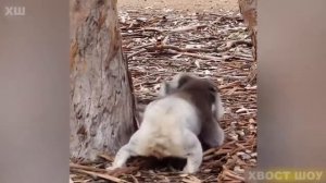 Как дерутся КОАЛЫ