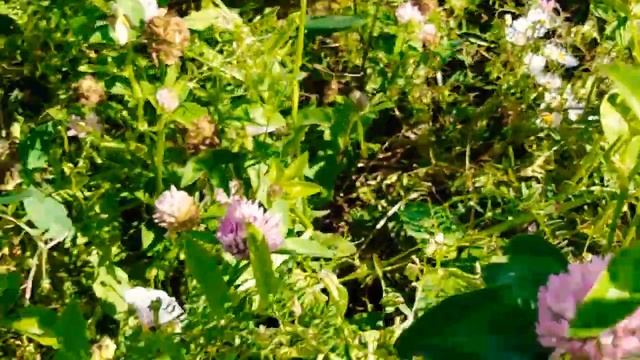 Trzmiel mchowy żółty Bombus muscorum.