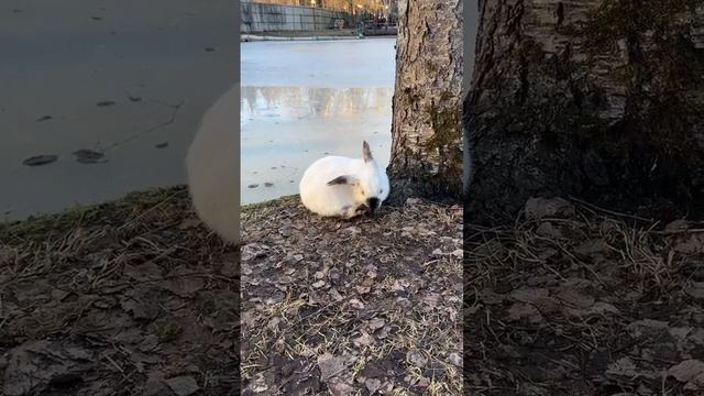 Мой день 8 марта в парк-отеле Звенигород