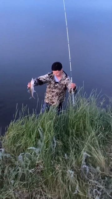 Судак на нарезку #fishing #рыбалка #fishingvideo #carpfishing #лайк #carp #врек #fish #рыба #судак смотреть онлайн