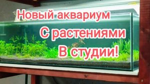 Запустил новый аквариум травник в Студии и сделал аквариум для продажи растений!