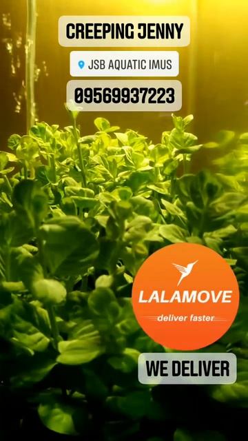 Creeping Jenny Aquatic Plant смотреть онлайн