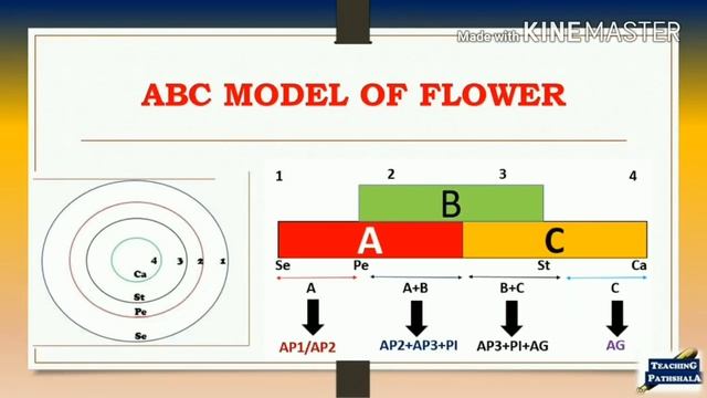ABC Model of Flower Development in Arabidopsis | CSIR-NET | GATE  | Plant biology
