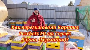 Как перезимовала Карника Peschetz (Пешец) F0 от Сергея Рауша (Германия)?