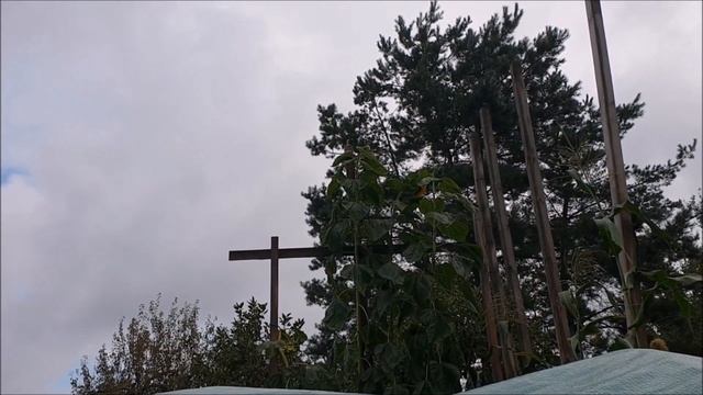Uprawa GIGANTÓW  Słonecznik REKORD POLSKI