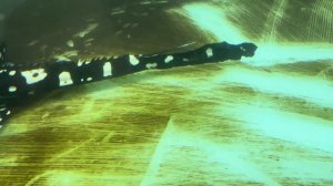 Скаты сбрасывают шипы