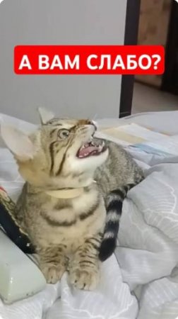 Голос, Бетти! А вам слабо?😃