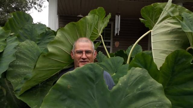 How to grow giant Elephant Ears by Clyde Gibbons, 2020