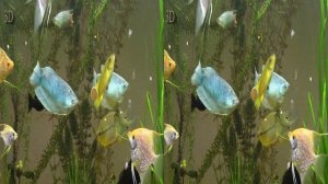 Аквариумные рыбки в формате 3D HD.