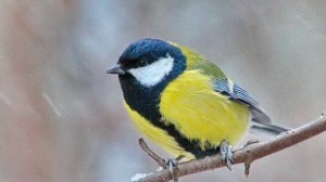 Чем можно и нельзя кормить птиц?