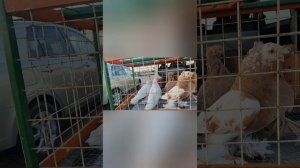 ярмарка голубей Славянск на Кубани.16.03.2025