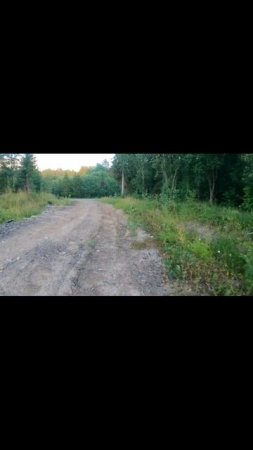 На скутер по лесным дорогам.