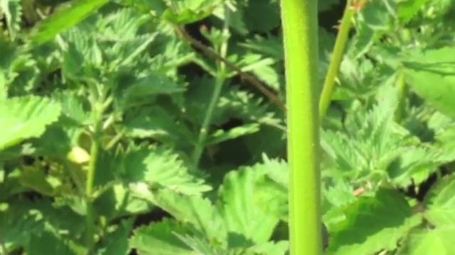 Sloe Bug Shuffle смотреть онлайн