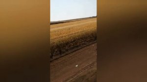 Вспашка зяби. Кировцы К700, К744Р1.