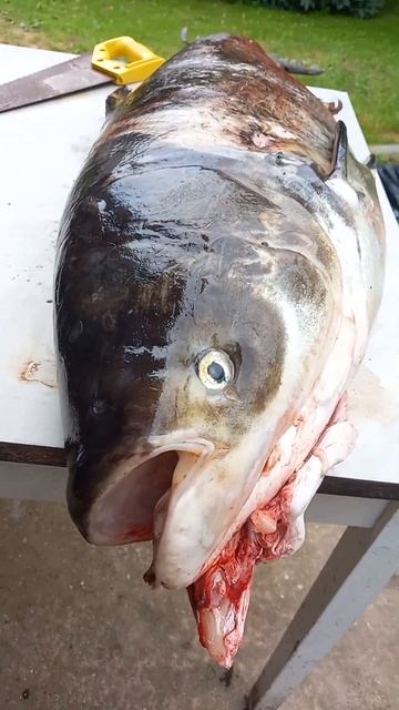 трофей нежданьчик . толстолоб. смотреть онлайн