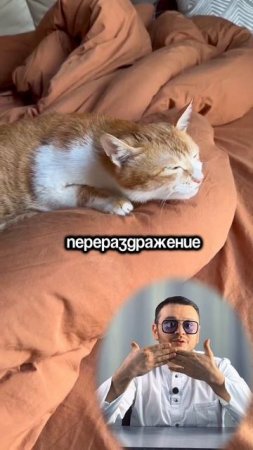 Бронхоспазм у кошек