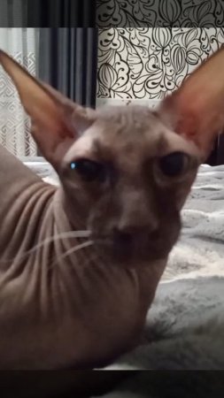 Кот Аватар