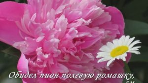 ПИОН и Ромашка, история любви